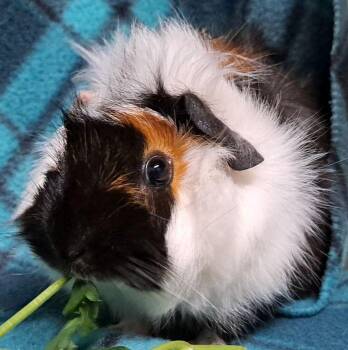 Rescue Abyssinian Guinea Pigs for Adoption in Chicago Heights, Illinois - Jewel | PetCurious